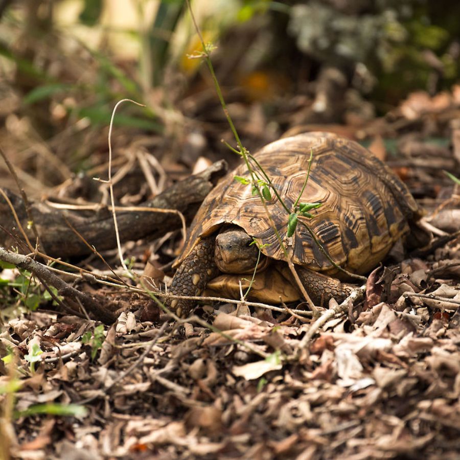 Gucci Tortoise Nữ - Gọng kính Nhựa Acetate - Mã GG0600O_54_003 (5) Mắt kính Gucci GG0600O_54_003 chính hãng 100% - Ảnh 2