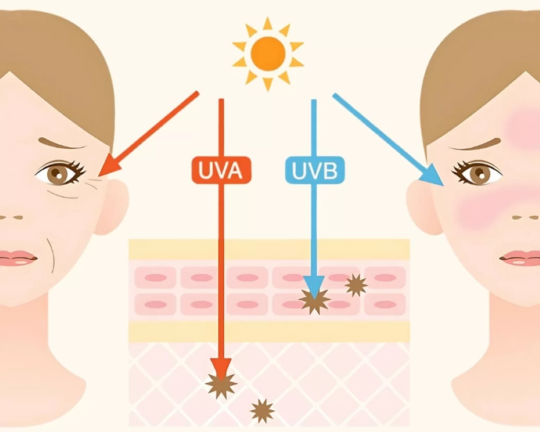 Tia UV gây phá hủy hai protein gây lão hóa sớm